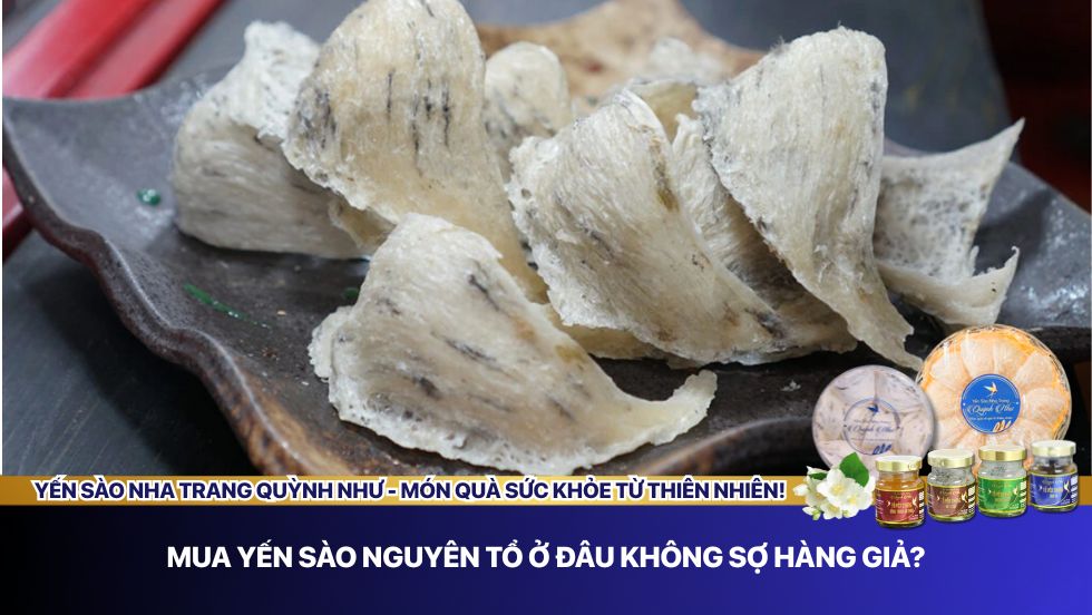 Mua yến sào nguyên tổ ở đâu